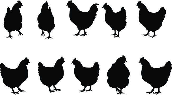 Chicken silhouette set, farm animal vector illustration, hen shapes clipart, standing and walking chicken design, black silhouette poultry art, nature graphic