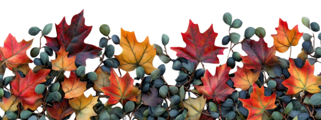 PNG Maple leaves and Olive branches leaf maple maple leaf.