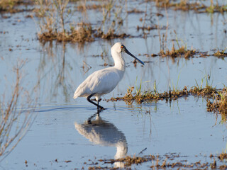 Royal Spoonbill or Black-billed Spoonbill (Platalea regia) foraging for food in flood waters at...