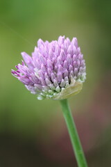 allium