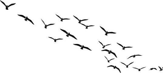Flying bird silhouette flock isolated on white background, migrating birds clipart, black bird shapes for wildlife design and nature illustration