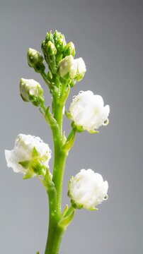 extreme close-up video of a pristine plant stem with luminous white blossoms and vibrant green buds, dew-kissed under soft studio lighting against a creamy white bokeh background, emphasizing pure