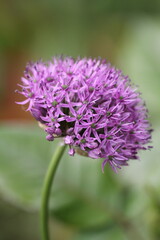 allium