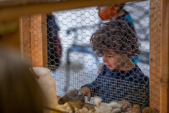 Young boy peers into a chicken coop observing fluffy baby chicks