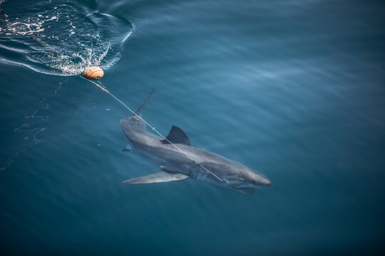 A white bites hook and swims off with fishing buoy