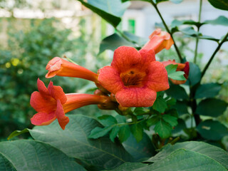 Blooming Campsis radicans (trumpet vine, cow-itch vine, trumpet creeper or hummingbird)