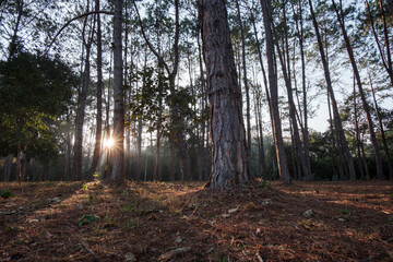 evening golden sun rays shining behind many brown tree trunks in wood