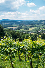 Vineyard view overlooking a rural landscape of rolling hills and scattered houses. Wine tourism, agritourism, eco-luxury retreats, rural regeneration