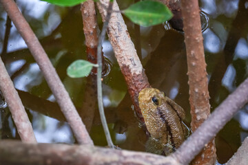 mudskipper floating in still water of mangrove with heading straight