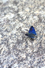 a beautiful blue butterfly feeding on the rock