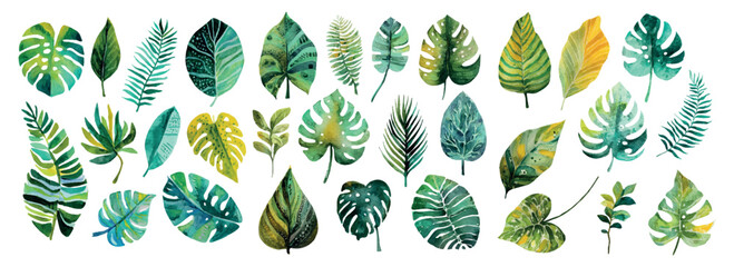 Big set of watercolor tropical leaves. Green colorful tropical leaves of monstera, coconut, banana and other plants. Green leaves of tropical forests and jungles. Vector illustration. © Narin