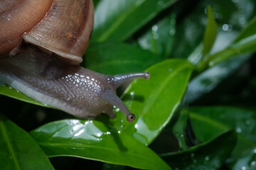 straight flat shot of a white mock-up empty makeup cosmetics plastic squeeze tube with closed black head cap isolated on white background with clipping path