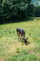 A small herd of deer grazes on a grassy field near a forest with a rural valley in the background. Rewilding Europe, biodiversity conservation, native species recovery, sustainable landscapes
