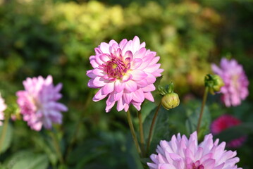 Obraz premium Dahlia rose au jardin en été