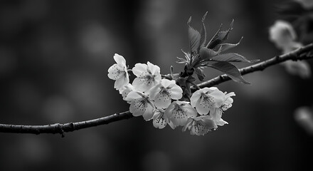 A black and white close-up of delicate blossoms blooming on a slender tree branch.