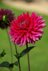 Dahlia rose au jardin en été