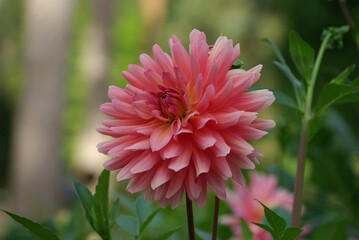 Fototapeta premium Dahlia rose au jardin en été