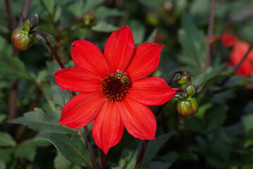 Dahlia rouge au jardin en été