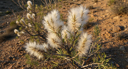 Mountain Mahogany Shrub with Silky Seed Heads in Dry Rocky Hillside