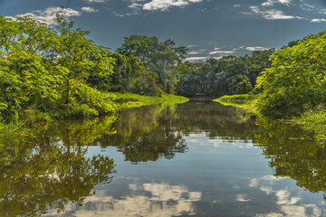 Obraz premium tropical rainforest view from the river Peru.