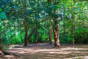 Peaceful forest clearing with tall trees and dappled sunlight filtering through the canopy. Serene woodland path surrounded by lush green foliage and natural shade.