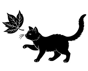 black and white cat