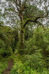 Evergreen beech forest near foot of Andes mountains, Patagonia, Argentina, South America, chile
