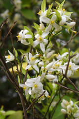Blossoming orange tree flowers, orange blossoms, Spring harvest, closeup of Orange tree branches with flowers and leaves, buds and leaves, white little flower closeup, Chakwal, Punjab, Pakistan