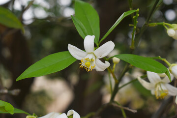 Blossoming orange tree flowers, orange blossoms, Spring harvest, closeup of Orange tree branches with flowers and leaves, buds and leaves, white little flower closeup, Chakwal, Punjab, Pakistan