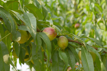 Fresh young unripe nectarine fruits on a tree branch with leaves closeup, A bunch of unripe nectarine on a branch, beautiful delicious fruit nectarine on the tree, nectarine fruits growing on a tree