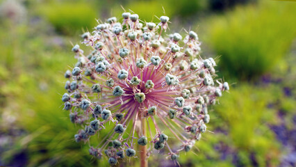  Allium Flower with Seed Pods in Natural Garden