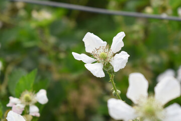 Blackberry flowers blooming in the garden, Beautiful in spring bloom garden. Blackberry bush with white flowers, Blossoming blackberry bush and bee, sunny spring day, Chakwal, Punjab, Pakistan