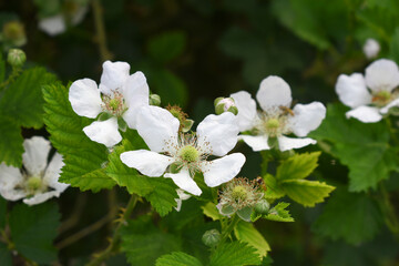 Blackberry flowers blooming in the garden, Beautiful in spring bloom garden. Blackberry bush with white flowers, Blossoming blackberry bush and bee, sunny spring day, Chakwal, Punjab, Pakistan
