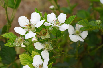 Blackberry flowers blooming in the garden, Beautiful in spring bloom garden. Blackberry bush with white flowers, Blossoming blackberry bush and bee, sunny spring day, Chakwal, Punjab, Pakistan