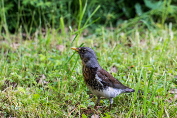 a common blackbird on a background of green grass.close-up. summer.