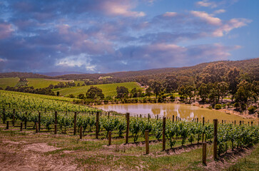 Naklejka premium Yarra Valley Serried Vineyards And Dam