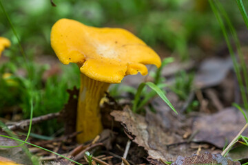 chanterelle mushroom on a blurred background with highlights and bokeh. colorful flower macro. space for text. beautiful screensaver. close-up.