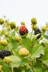 Natural food - fresh unripe blackberries in a garden. Bunch of unripe blackberry fruit, Rubus fruticosus - on branch with green leaves on a farm. Closeup, blurred background. Chakwal, Punjab, Pakistan