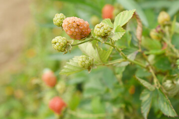 Natural food - fresh unripe blackberries in a garden. Bunch of unripe blackberry fruit, Rubus fruticosus - on branch with green leaves on a farm. Closeup, blurred background. Chakwal, Punjab, Pakistan