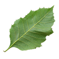 A single, vibrant green leaf with serrated edges and prominent veins, isolated on a background. background removed
