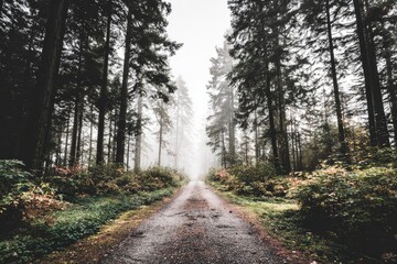 Fototapeta premium Misty forest path, tall trees line a gravel road