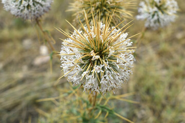 Fototapeta premium Echinops sphaerocephalus, Echinops sphaerocephalus known as Great Globe Thistle or Pale Globe Thistle, A summer plant in the wild in a meadow, Wild flower with thorns and spines bloomed