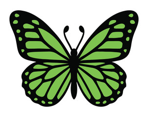 Green and black monarch butterfly illustration on white background insect lepidoptera