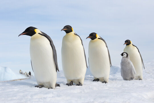 Emperor penguins and chick in a row on snow in Antarctica