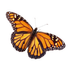 Naklejka premium A vibrant monarch butterfly with orange wings and black veins, isolated on a transparent background. background removed