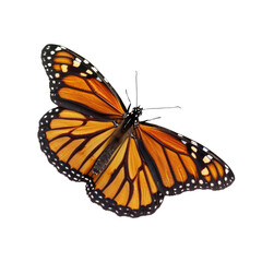 Obraz premium A vibrant monarch butterfly with outstretched wings, showcasing its intricate orange and black pattern. background removed