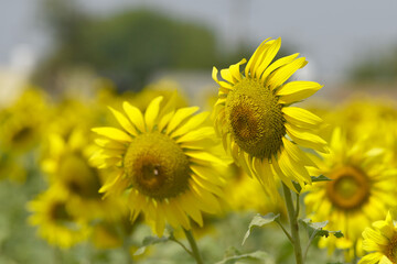 Closeup of a sunflower growing in a field of sunflowers during a nice sunny summer day, Sunflower natural background. flower blooming, Beautiful field of blooming sunflowers, Chakwal, Punjab, Pakistan