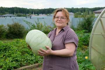 A woman farmer harvesting a big gray-green pumpkin in her hands. Gardening and horticulture concept