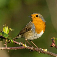 Robin perched on branch