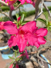 Dark pink rose flower